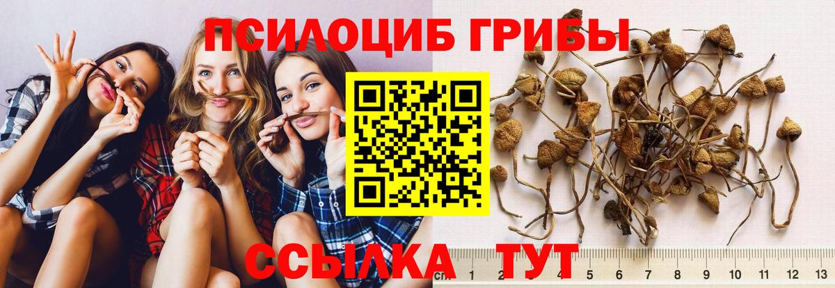 Псилоцибиновые грибы Cubensis Камышлов